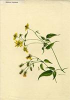 Bidens reptans