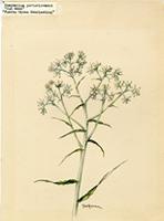 Gnaphalium portoricense