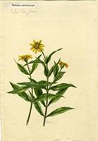 Wedelia parviflora