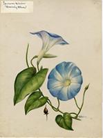 Ipomoea tricolor