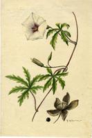 Ipomoea dissecta