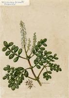 Weinmannia pinnata
