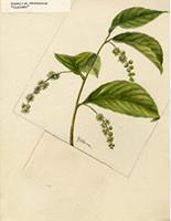 Homalium racemosum
