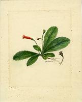 Gesneria cuneifolia