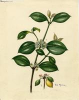 Rheedia acuminata