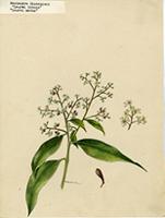 Nectandra sintenisii