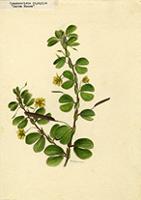 Chamaecrista diphylla