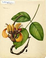 Erythrina glauca