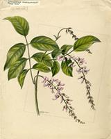 Lonchocarpus domingensis