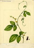 Dolicholus reticulatus