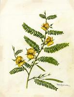 Fabaceae