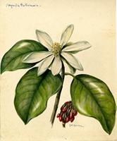 Magnolia portoricensis