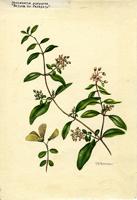 Banisteria purpurea