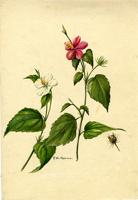 Hibiscus brasiliensis