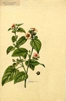 Sida cordifolia