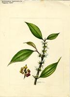 Henriettella fascicularis