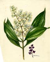Miconia prasina