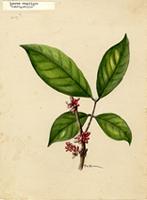 Guarea ramiflora
