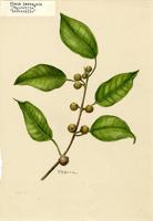 Ficus laevigata