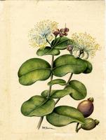 Eugenia borinquensis