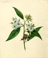 Eucalyptus