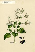 Jasminum azoricum