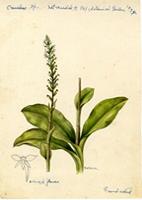 Cranichis