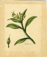 Amphiglottis difformis