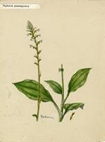 Physurus plantagineus