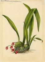 Ornithidium confertum