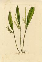 Pleurothallis crassipes
