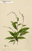 Petiveria alliacea