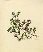 Portulaca pilosa
