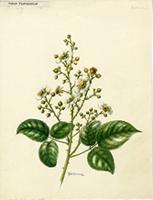 Rubus florulentus