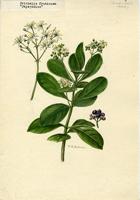 Erithalis fruticosa