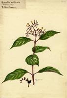Hamelia axillaris