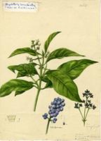 Psychotria brachiata