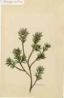 Strumpfia maritima
