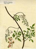 Serjania polyphylla