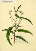 Solanum persicifolium