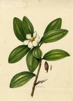 Haemocharis portoricensis