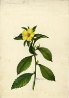 Turnera ulmifolia