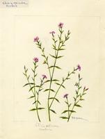 Ghinia spinosa