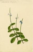 Valerianoides strigosum