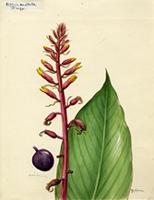 Alpinia exaltata