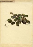 Gerardia portoricensis