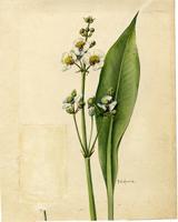 Sagittaria lancifolia