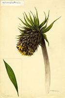 Molineria hortensis