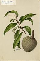 Annona reticulata