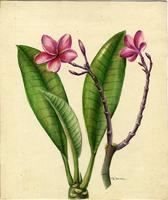 Plumeria rubra